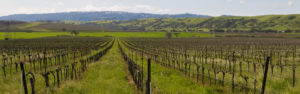 A healthy vineyard