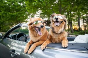 Dogs wear sunglasses and get ready for a joy ride