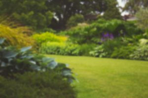 Blurred image of a backyard garden