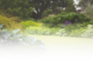 Blurred image of backyard garden