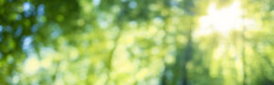 Green forest blur bokeh banner